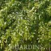Dalbergia sissoo - Jacarandá Indiano, Árvore Sheesham, Indian Rosewood, Pau-Rosa do Norte da Índia - Image 2