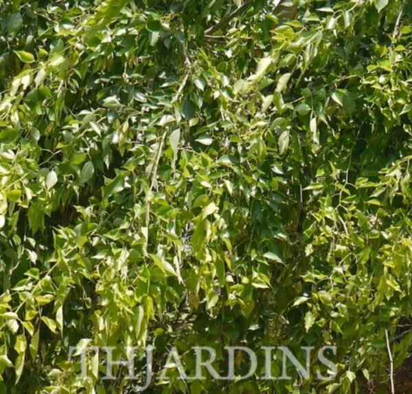Dalbergia sissoo - Jacarandá Indiano, Árvore Sheesham, Indian Rosewood, Pau-Rosa do Norte da Índia - Image 2