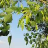 Dalbergia sissoo - Jacarandá Indiano, Árvore Sheesham, Indian Rosewood, Pau-Rosa do Norte da Índia - Image 4