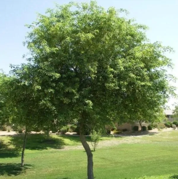 Dalbergia sissoo - Jacarandá Indiano, Árvore Sheesham, Indian Rosewood, Pau-Rosa do Norte da Índia - Image 5