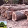 Dalbergia sissoo - Jacarandá Indiano, Árvore Sheesham, Indian Rosewood, Pau-Rosa do Norte da Índia - Image 6