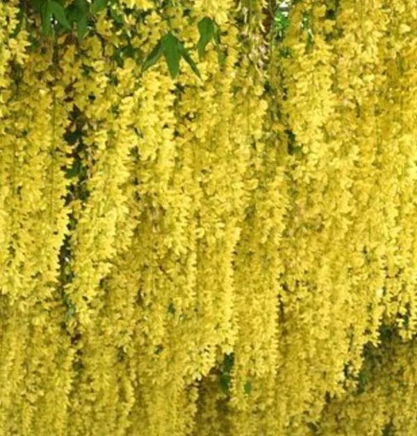 Laburnum watereri Vossii - Wisteria Dourada, Chuva Dourada, Wisteria de Ouro, Voss's Laburnum - Image 2
