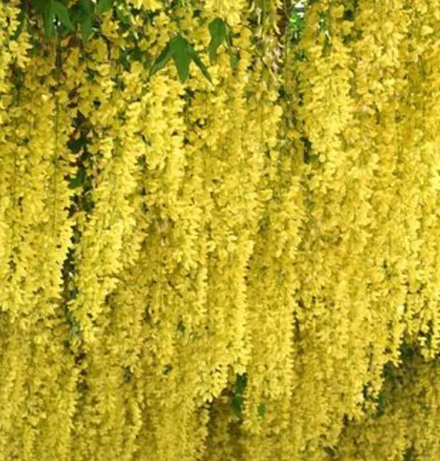 Laburnum watereri Vossii - Wisteria Dourada, Chuva Dourada, Wisteria de Ouro, Voss's Laburnum - Imagem 2