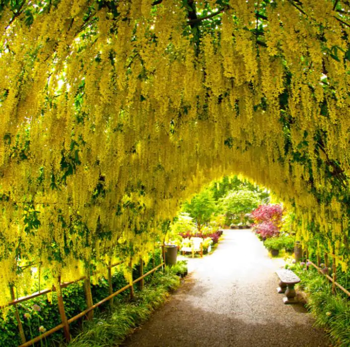 Laburnum watereri Vossii - Wisteria Dourada, Chuva Dourada, Wisteria de Ouro, Voss's Laburnum - Imagem 3