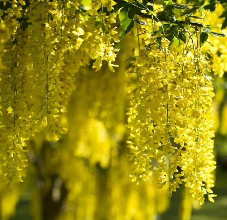 Laburnum watereri Vossii - Wisteria Dourada, Chuva Dourada, Wisteria de Ouro, Voss's Laburnum - Imagem 5