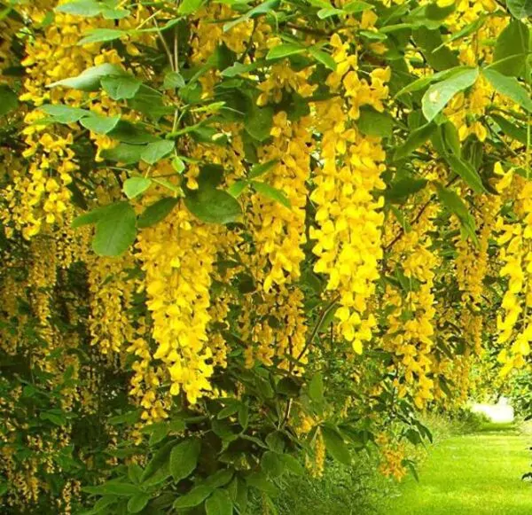 Laburnum watereri Vossii - Wisteria Dourada, Chuva Dourada, Wisteria de Ouro, Voss's Laburnum - Image 6