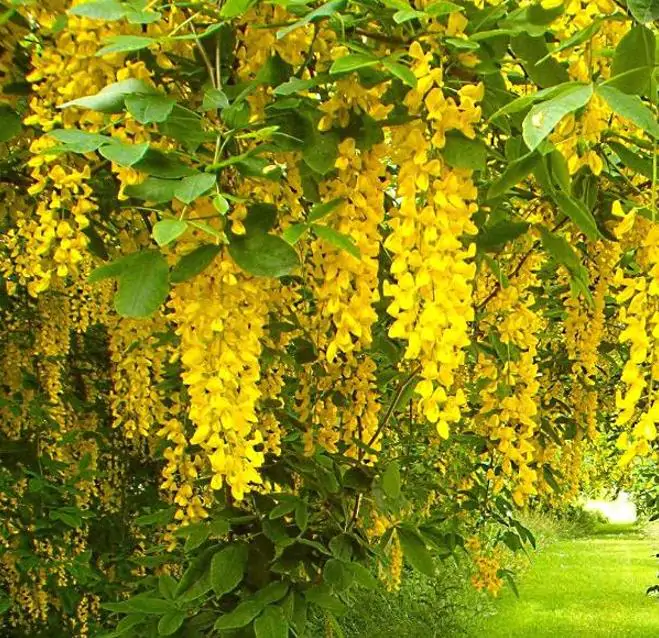 Laburnum watereri Vossii - Wisteria Dourada, Chuva Dourada, Wisteria de Ouro, Voss's Laburnum - Imagem 6