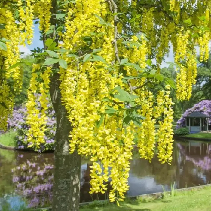 Laburnum watereri Vossii - Wisteria Dourada, Chuva Dourada, Wisteria de Ouro, Voss's Laburnum - Imagem 7