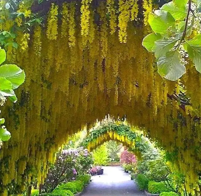 Laburnum watereri Vossii - Wisteria Dourada, Chuva Dourada, Wisteria de Ouro, Voss's Laburnum - Imagem 8