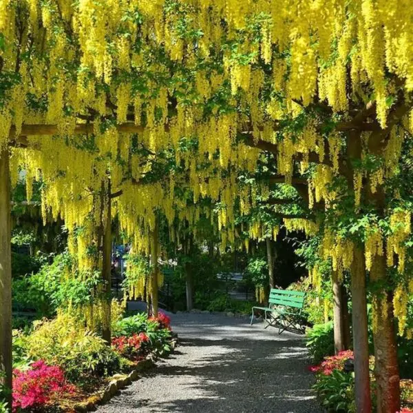 Laburnum watereri Vossii - Wisteria Dourada, Chuva Dourada, Wisteria de Ouro, Voss's Laburnum - Image 9