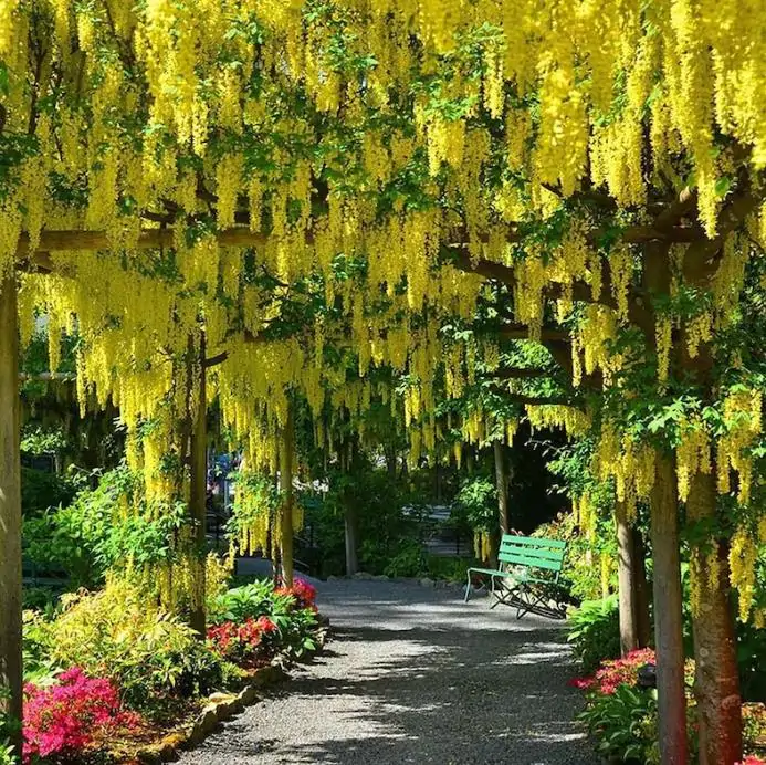 Laburnum watereri Vossii - Wisteria Dourada, Chuva Dourada, Wisteria de Ouro, Voss's Laburnum - Imagem 9