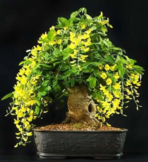 Laburnum watereri Vossii - Wisteria Dourada, Chuva Dourada, Wisteria de Ouro, Voss's Laburnum - Image 10
