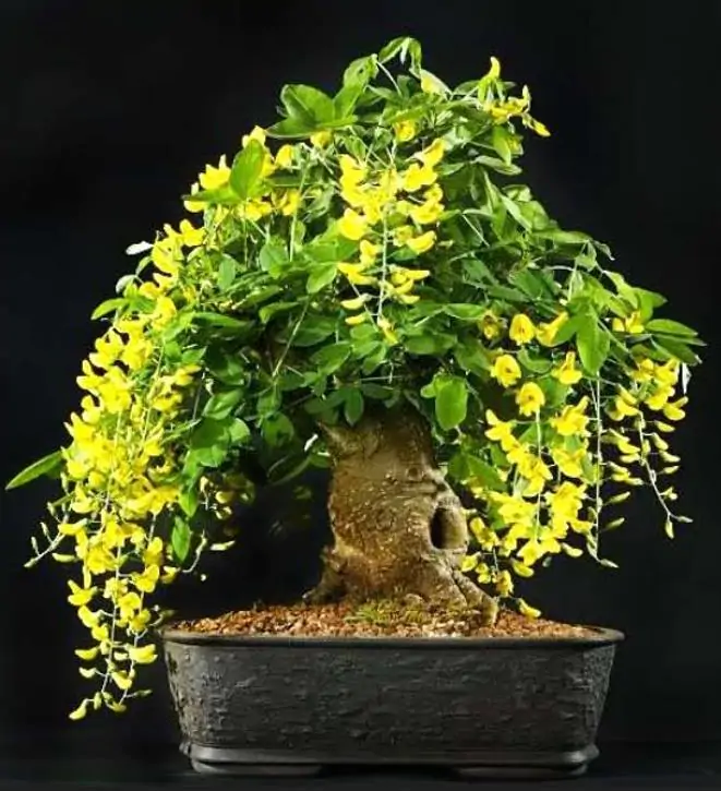 Laburnum watereri Vossii - Wisteria Dourada, Chuva Dourada, Wisteria de Ouro, Voss's Laburnum - Imagem 10