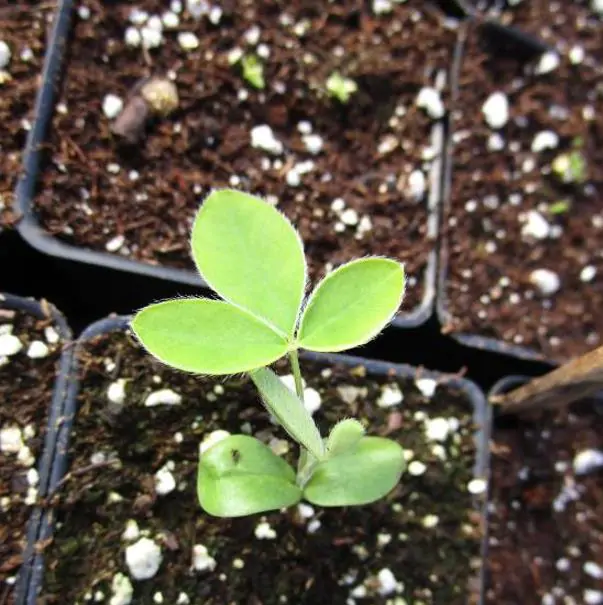 Laburnum watereri Vossii - Wisteria Dourada, Chuva Dourada, Wisteria de Ouro, Voss's Laburnum - Imagem 12