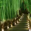 Phyllostachys pubescens (Phyllostachys edulis) - Bambu Mossô, Bambu Gigante Mossô - Image 4