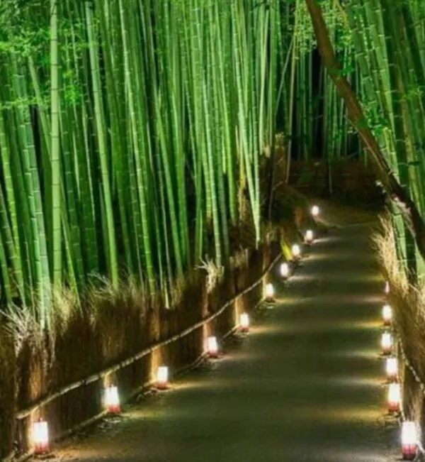 Phyllostachys pubescens (Phyllostachys edulis) - Bambu Mossô, Bambu Gigante Mossô - Image 4