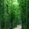 Phyllostachys pubescens (Phyllostachys edulis) - Bambu Mossô, Bambu Gigante Mossô - Image 6