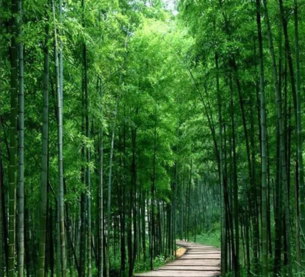 Phyllostachys pubescens (Phyllostachys edulis) - Bambu Mossô, Bambu Gigante Mossô - Image 6