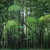 Phyllostachys pubescens (Phyllostachys edulis) - Bambu Mossô, Bambu Gigante Mossô - Image 7
