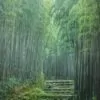 Phyllostachys pubescens (Phyllostachys edulis) - Bambu Mossô, Bambu Gigante Mossô - Image 9