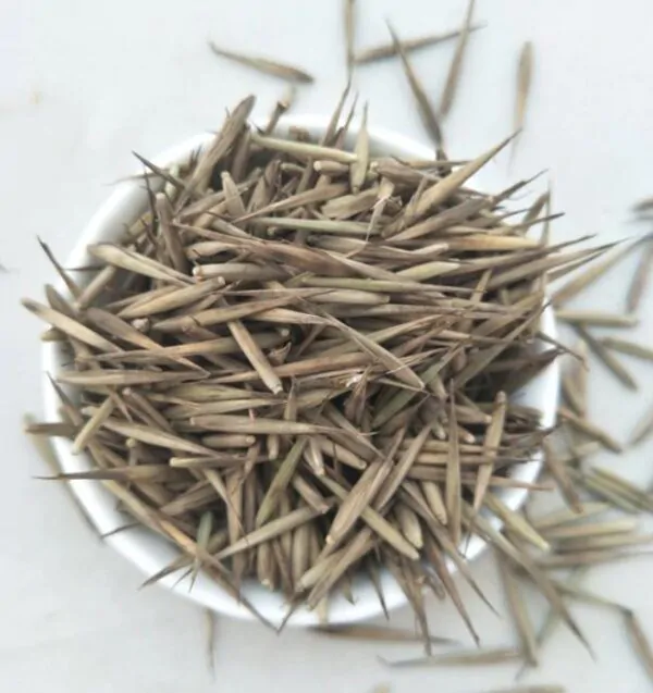 Phyllostachys pubescens (Phyllostachys edulis) - Bambu Mossô, Bambu Gigante Mossô - Image 11
