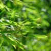 Phyllostachys pubescens (Phyllostachys edulis) - Bambu Mossô, Bambu Gigante Mossô - Image 14