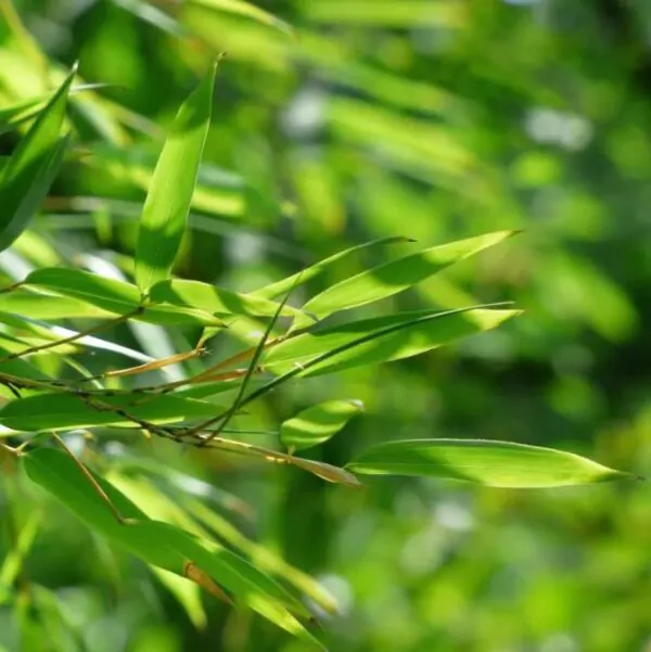 Phyllostachys pubescens (Phyllostachys edulis) - Bambu Mossô, Bambu Gigante Mossô - Image 14