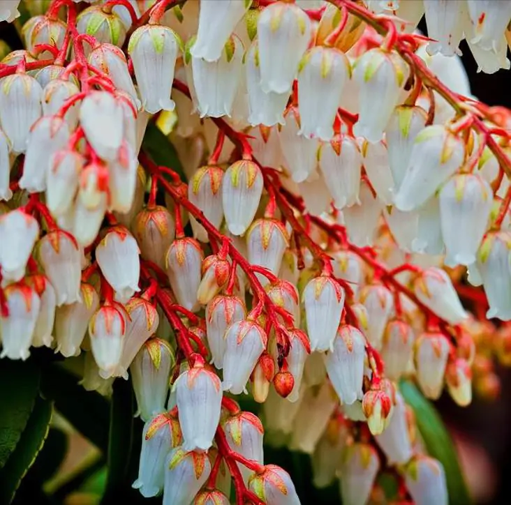 Pieris japonica - Lirio do Vale Japonês, Andrômeda Japonês, Arbusto de Pérolas