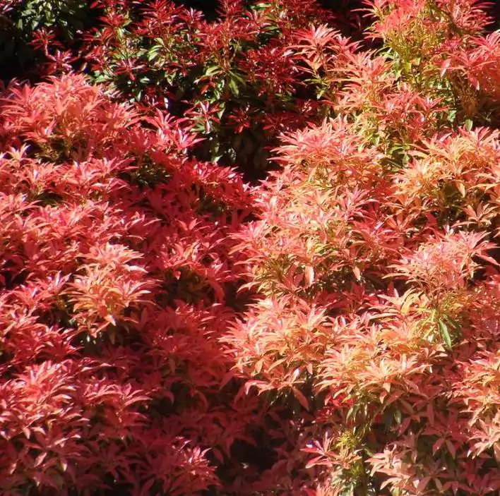 Pieris japonica - Lirio do Vale Japonês, Andrômeda Japonês, Arbusto de Pérolas - Imagem 2