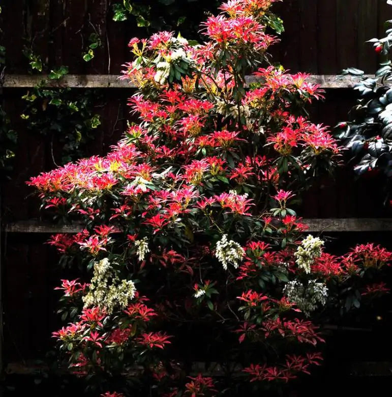 Pieris japonica - Lirio do Vale Japonês, Andrômeda Japonês, Arbusto de Pérolas - Imagem 3