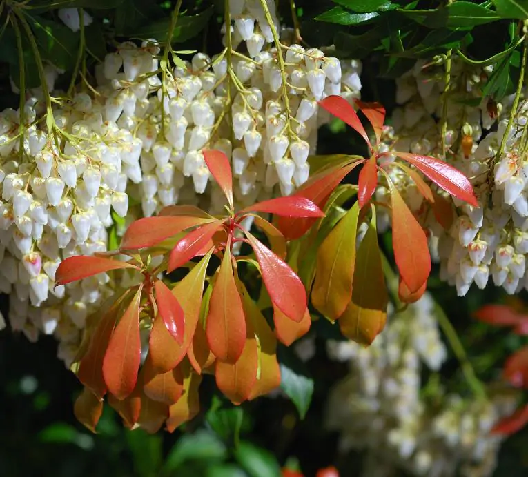 Pieris japonica - Lirio do Vale Japonês, Andrômeda Japonês, Arbusto de Pérolas - Imagem 4