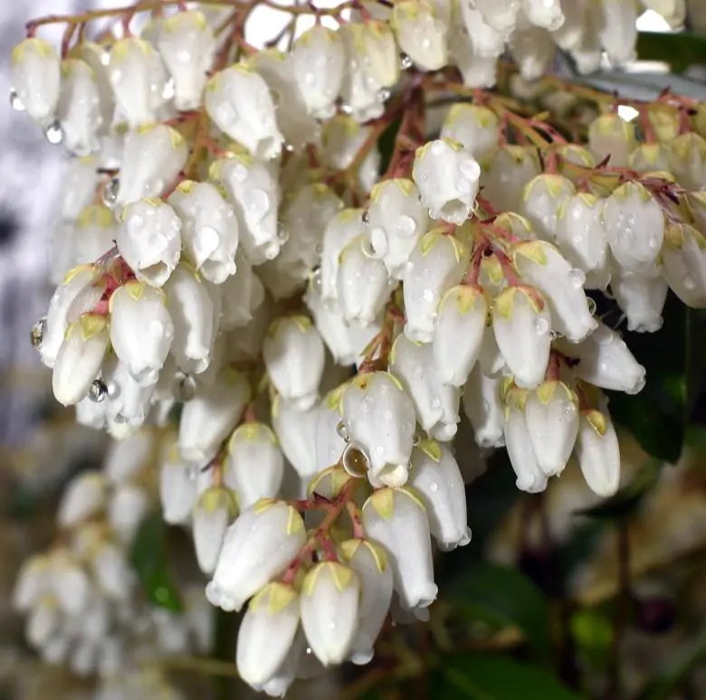 Pieris japonica - Lirio do Vale Japonês, Andrômeda Japonês, Arbusto de Pérolas - Imagem 6