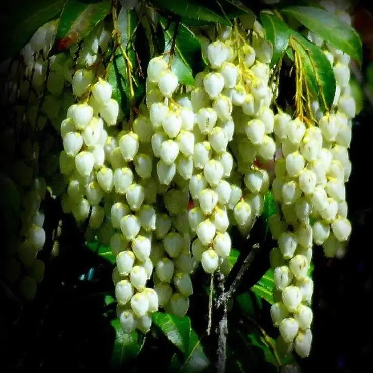 Pieris japonica - Lirio do Vale Japonês, Andrômeda Japonês, Arbusto de Pérolas - Imagem 8