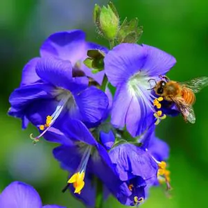 POLEMONIUM CAERULEUM - VALERIANA GREGA, ESCADA DE JACÓ