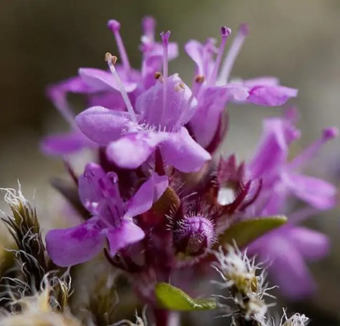 Thymus (Kit com 4 variedades) - Tomilho, Timo (Kit com 4 variedades) - Imagem 3