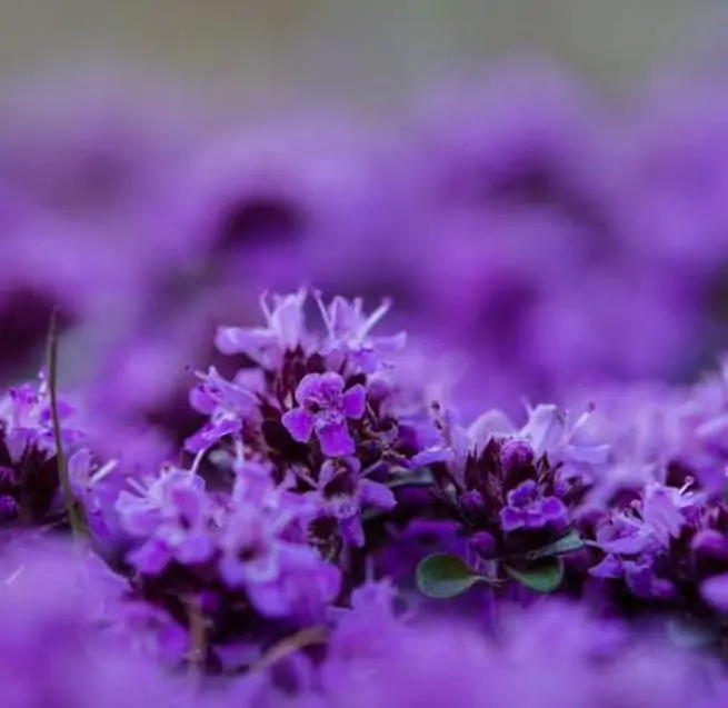 Thymus (Kit com 4 variedades) - Tomilho, Timo (Kit com 4 variedades) - Imagem 4