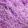 Thymus (Kit com 4 variedades) - Tomilho, Timo (Kit com 4 variedades) - Image 6