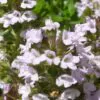 Thymus (Kit com 4 variedades) - Tomilho, Timo (Kit com 4 variedades) - Image 9