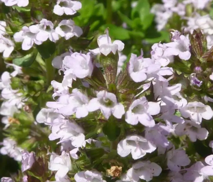 Thymus (Kit com 4 variedades) - Tomilho, Timo (Kit com 4 variedades) - Imagem 9