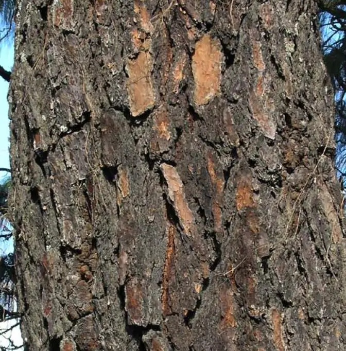 Pinus maximinoi (Pinus tenuifolia) - Pinheiro Maximinoi, Pinheiro de ponta fina, Pinabete - Imagem 2