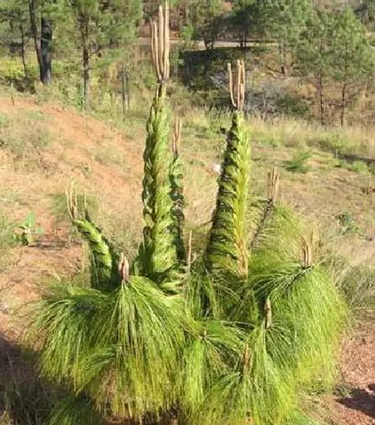 Pinus maximinoi (Pinus tenuifolia) - Pinheiro Maximinoi, Pinheiro de ponta fina, Pinabete - Imagem 3