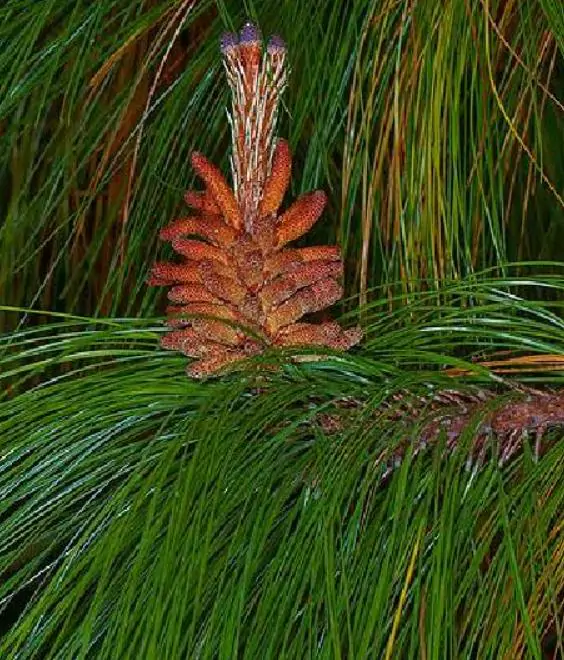 Pinus maximinoi (Pinus tenuifolia) - Pinheiro Maximinoi, Pinheiro de ponta fina, Pinabete - Imagem 4