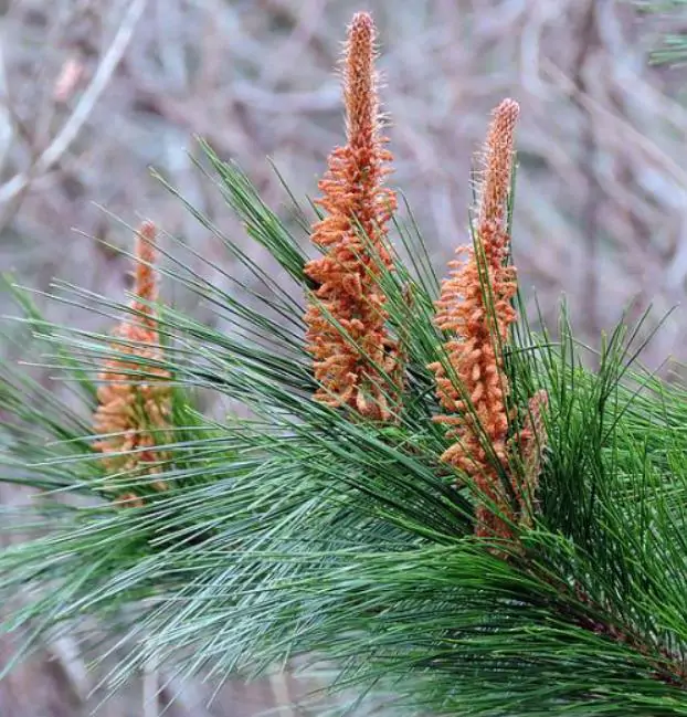 Pinus maximinoi (Pinus tenuifolia) - Pinheiro Maximinoi, Pinheiro de ponta fina, Pinabete - Imagem 5