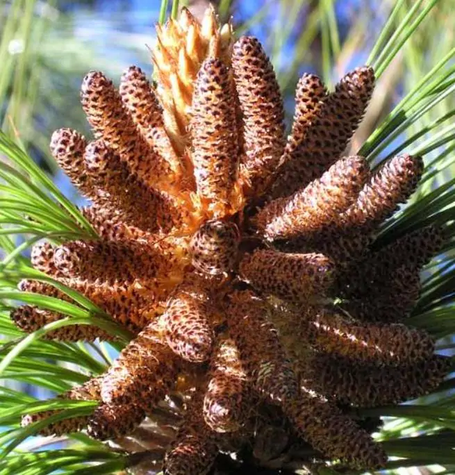 Pinus maximinoi (Pinus tenuifolia) - Pinheiro Maximinoi, Pinheiro de ponta fina, Pinabete - Imagem 6
