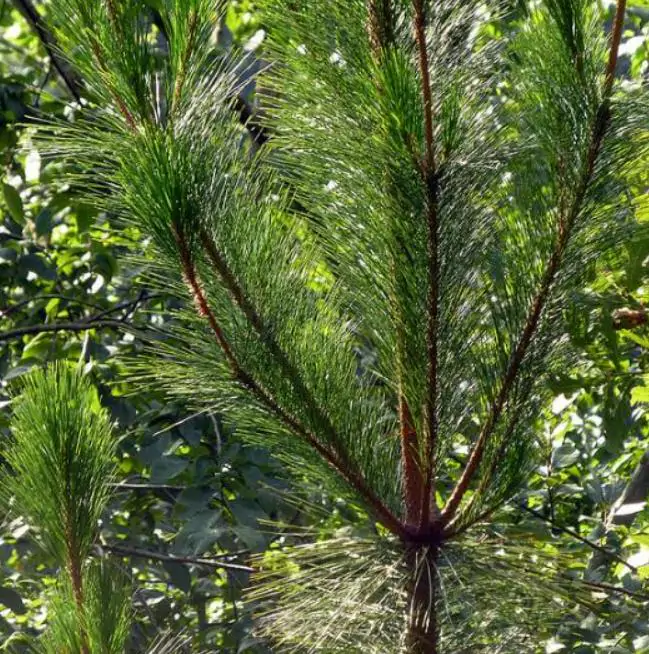 Pinus maximinoi (Pinus tenuifolia) - Pinheiro Maximinoi, Pinheiro de ponta fina, Pinabete - Imagem 7