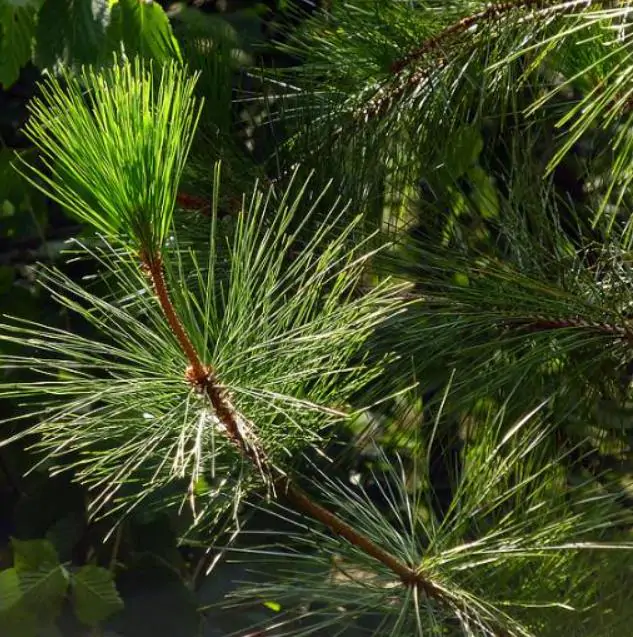 Pinus maximinoi (Pinus tenuifolia) - Pinheiro Maximinoi, Pinheiro de ponta fina, Pinabete - Imagem 8