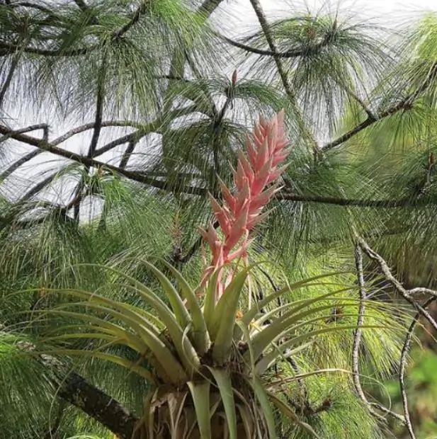 Pinus maximinoi (Pinus tenuifolia) - Pinheiro Maximinoi, Pinheiro de ponta fina, Pinabete - Imagem 9
