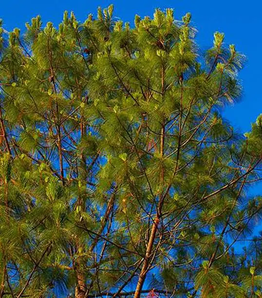 Pinus maximinoi (Pinus tenuifolia) - Pinheiro Maximinoi, Pinheiro de ponta fina, Pinabete - Imagem 10