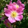 Rosa canina -  Trepadeira Rosa Mosqueta Canina, Rosa selvagem, Rosa silvestre, Rosa canina - Image 3