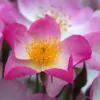 Rosa canina -  Trepadeira Rosa Mosqueta Canina, Rosa selvagem, Rosa silvestre, Rosa canina - Image 4
